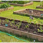 Community Garden: First Planting
