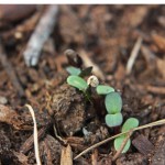 Community Garden: Sprouts!