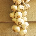 Community Garden: An Eight-Month Tale of Garlic